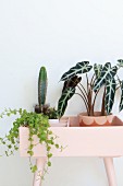 Verschiedene Grünpflanzen in einem rosafarbenen Pflanzenständer