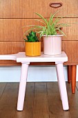 Spider plant and succulent on pink stool