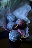 (Prunus domestica), Garden plum, on a red cabbage leaf with water droplets