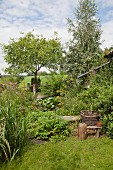 Herbs and trees in cottage garden