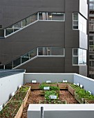 Urban Gardening: verschiedene Gemüsesorten in Holzkisten auf Dachterrasse