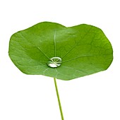 Nasturtium leaf with water droplet