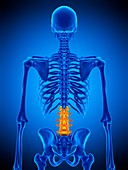 Lumbar spine, illustration