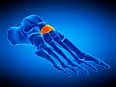 Foot bone, illustration
