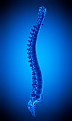 Human spine, illustration