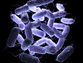 Enterobacteriaceae bacteria