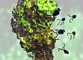 Nanobots attacking cancer cell, illustration