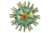 Herpes simplex virus, illustration