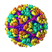 Mayaro virus, illustration
