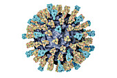 Measles virus, illustration