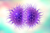 Meningitis bacteria, illustration
