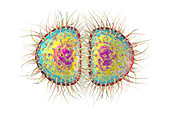 Neisseria gonorrhoeae bacteria, illustration