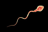 Spermatozoan, illustration