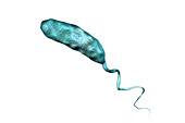 Cholera bacterium, illustration