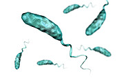 Cholera bacterium, illustration