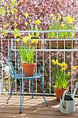 Flowering narcissus in terracotta pots on balcony
