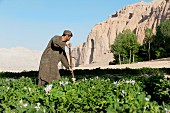 A farmer working in potato fields with the ancient Buddha niches visible in the distance in Bamiyan Province, Afghanistan