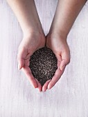 Two hands holding chia seeds