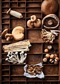 Wooden box with different types of mushrooms