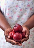 Hands holding fresh plums