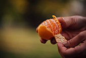 Hands peeling orange in a field
