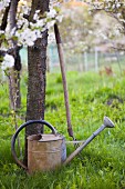 Watering can and pitchfork under blossoming fruit trees