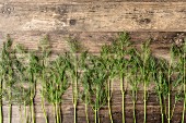 Row of dill stems on a brown wooden surface