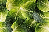 Savoy cabbage leaves