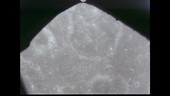 Apollo 8 in lunar orbit