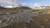 King penguins by meltwater stream