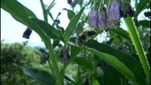 Bee feeding on comfrey