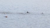 Bottlenose dolphins breaching in bay, Japan