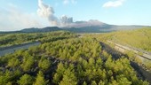 Forest and erupting volcano, Sakurajima