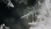 Dendritic ice crystal formation, time-lapse footage