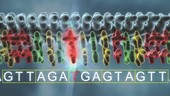 DNA nonsense point mutation, animation