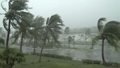 Palm trees in typhoon, Guam