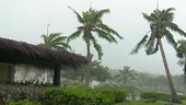 Palm trees in typhoon, Guam