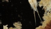 Microscopic crustacean