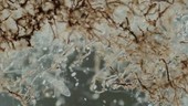 Microbial mat