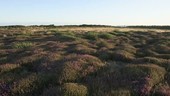 Heather on wetlands