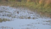 Ducks on water