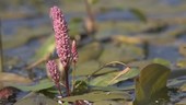 Flower on pond