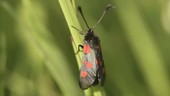 Five-spot burnet moth