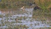 Godwit and teal in water
