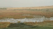 Wetlands scene