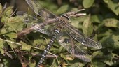 Male dragonfly on twig