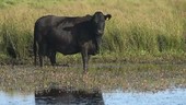 Cow standing in water