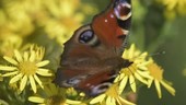 Peacock butterfly on flowers