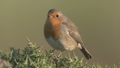 Robin singing