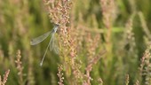 Damselfly on stem